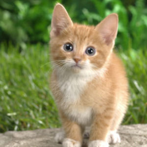 Meet your Posher, Cate